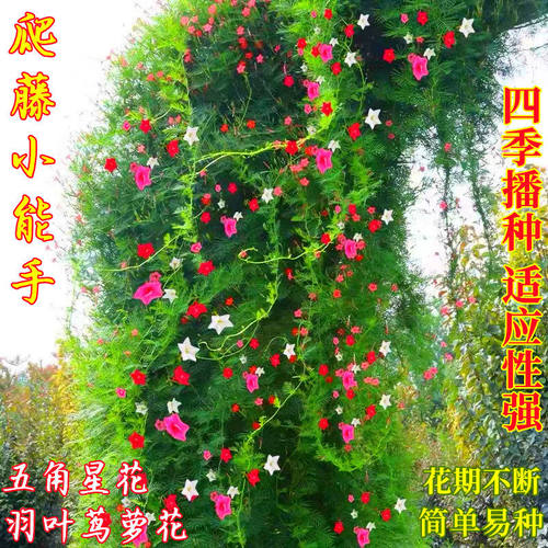 羽叶茑萝花种子五星角星