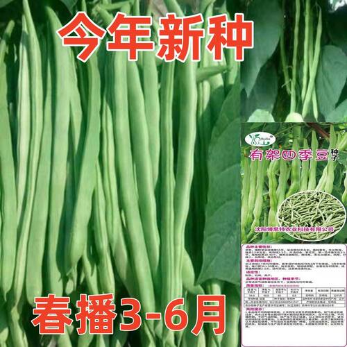 高产早熟有架四季豆种子