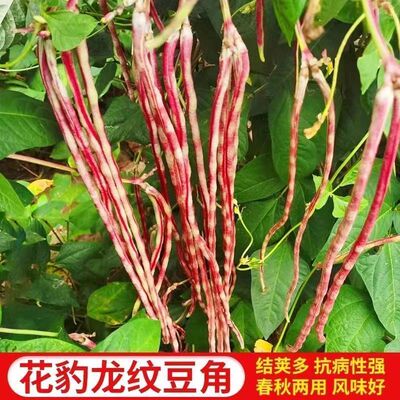 花豹龙纹豆角籽长纹豇豆