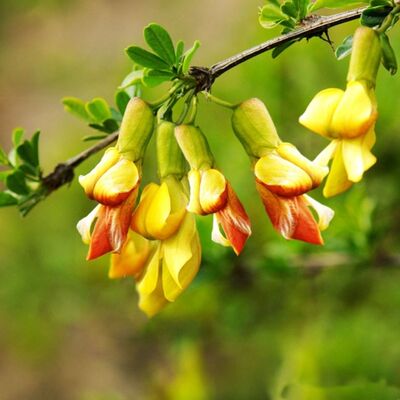 10其他木本花卉阳台办公桌春季