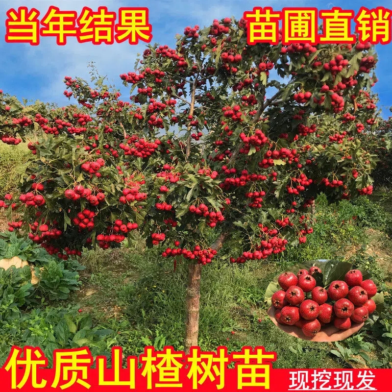 开花结果山楂树活苗嫁接盆栽地栽