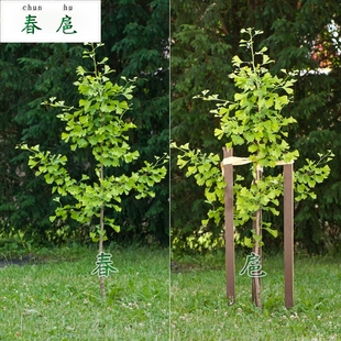 银杏树苗白果苗庭院园林绿化苗木行道树金叶银杏树小苗树苗花卉