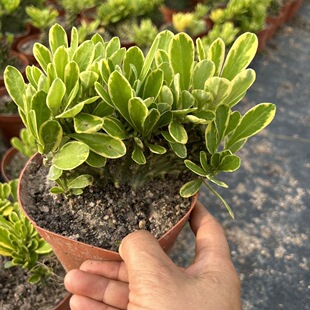 麒麟掌锦盆栽玉麒麟金麒麟金边花叶扇贝麒麟掌植物耐干旱好养花卉