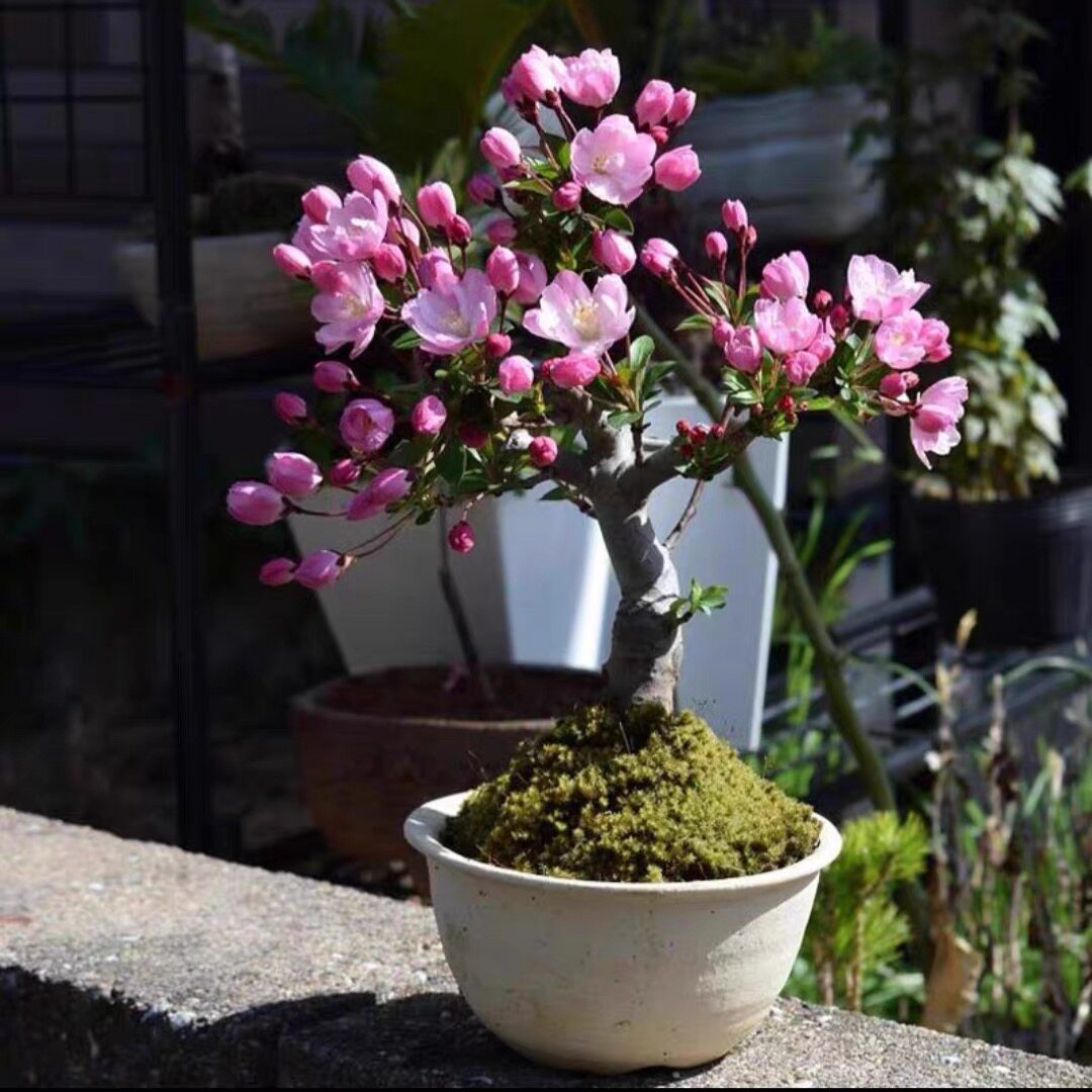 垂丝海棠盆栽植物室外好养植物老桩海棠花盆景树苗冬季耐寒花好养图片