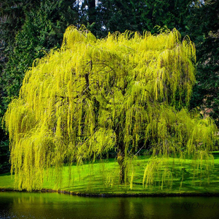 金丝垂柳苗黄金柳树苗美国速生竹柳杨柳树苗垂柳小苗河边绿化树苗