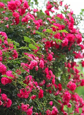 好养木香花苗白黄甜蜜重瓣带