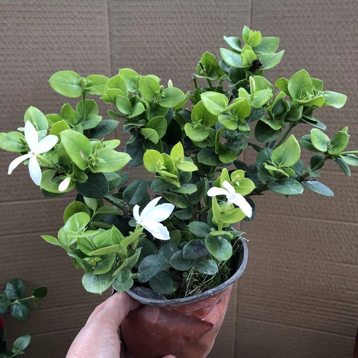 铁茉莉花花香可赏果作盆景的铁茉莉花大花假虎刺 盆栽花四季常青