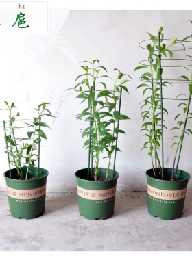 花卉绿植爬藤支架植物花架支柱攀援花卉植物支架四季牵引攀爬支柱