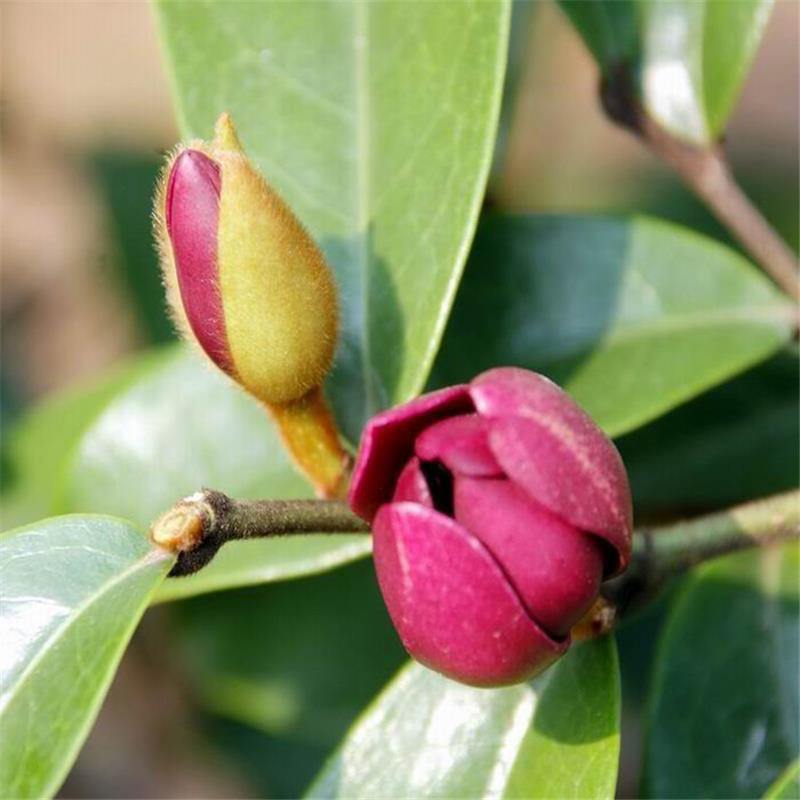 紫色含笑盆栽树苗 浓香型植物 有香味的盆栽花 庭院阳台耐寒花卉