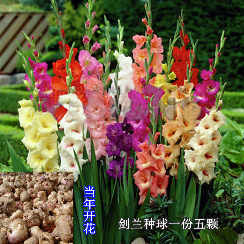 剑兰种球多年生球根花卉唐菖蒲花苗盆栽种子阳台四季庭院易种好养