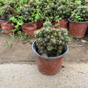 仙人山虎头罗汉山影拳仙人掌类沙生多肉植物虎头山影盆栽花卉好养