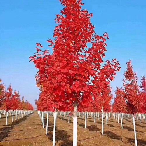 10红枫树苗日红枫树苗日本