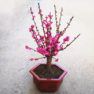 原生重瓣骨里红梅花盆景老桩乌梅朱砂梅浓香型花卉耐寒盆栽实物