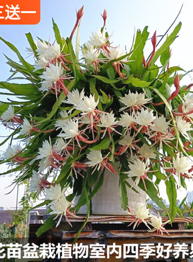 昙花苗花卉盆栽植物室内阳台庭院四季常青绿植好养易活小叶昙花苗