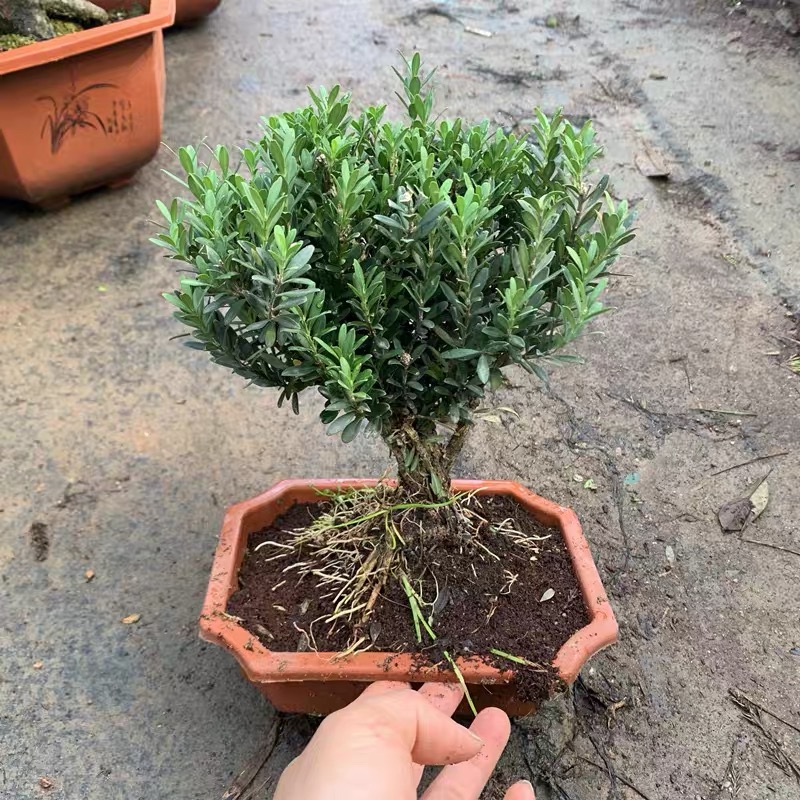 精品小叶雀舌黄杨粗杆盆景珍珠黄杨 米叶黄杨 皱皮黄绿植四季常青