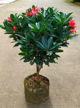 花木之乡四季杜鹃红茶带苞好