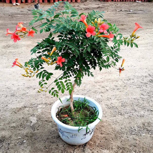 凌霄花苗爬藤植物庭院绿化攀援植物老桩花卉中华美国四季硬骨凌霄,鲜花速递/花卉仿真/绿植园艺,绣球/木绣球/木本植物,淘宝优惠券,粉丝福利购,淘宝优惠卷