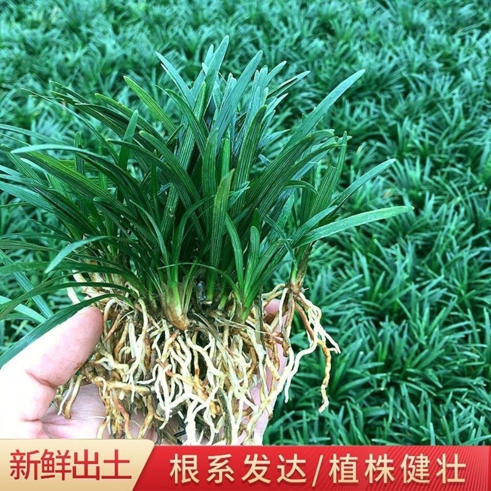 正宗日本玉龙草矮麦冬草草坪花园别墅绿化四季常绿免修剪耐荫草皮图片