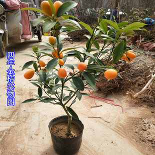 带果金橘树苗可食用阳台庭院盆景羊奶桔子小金桔苗 盆栽金桔树四季