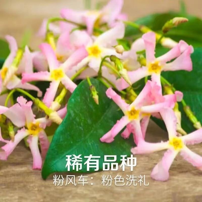 粉色风车茉莉盆栽大苗黄白色爬藤植物络石藤四季种植耐寒阳台花卉