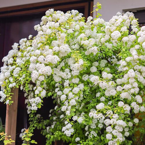 菱叶绣线菊耐寒耐热庭院阳台多年生好养庭院花园灌木小手球好养好