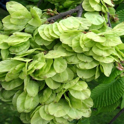 10食用榆钱树食用榆钱树苗