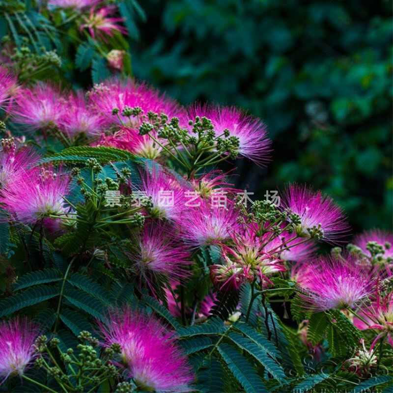 合欢树苗合欢苗绒花树苗芙蓉花树苗庭院盆栽合欢树苗绿化工程苗