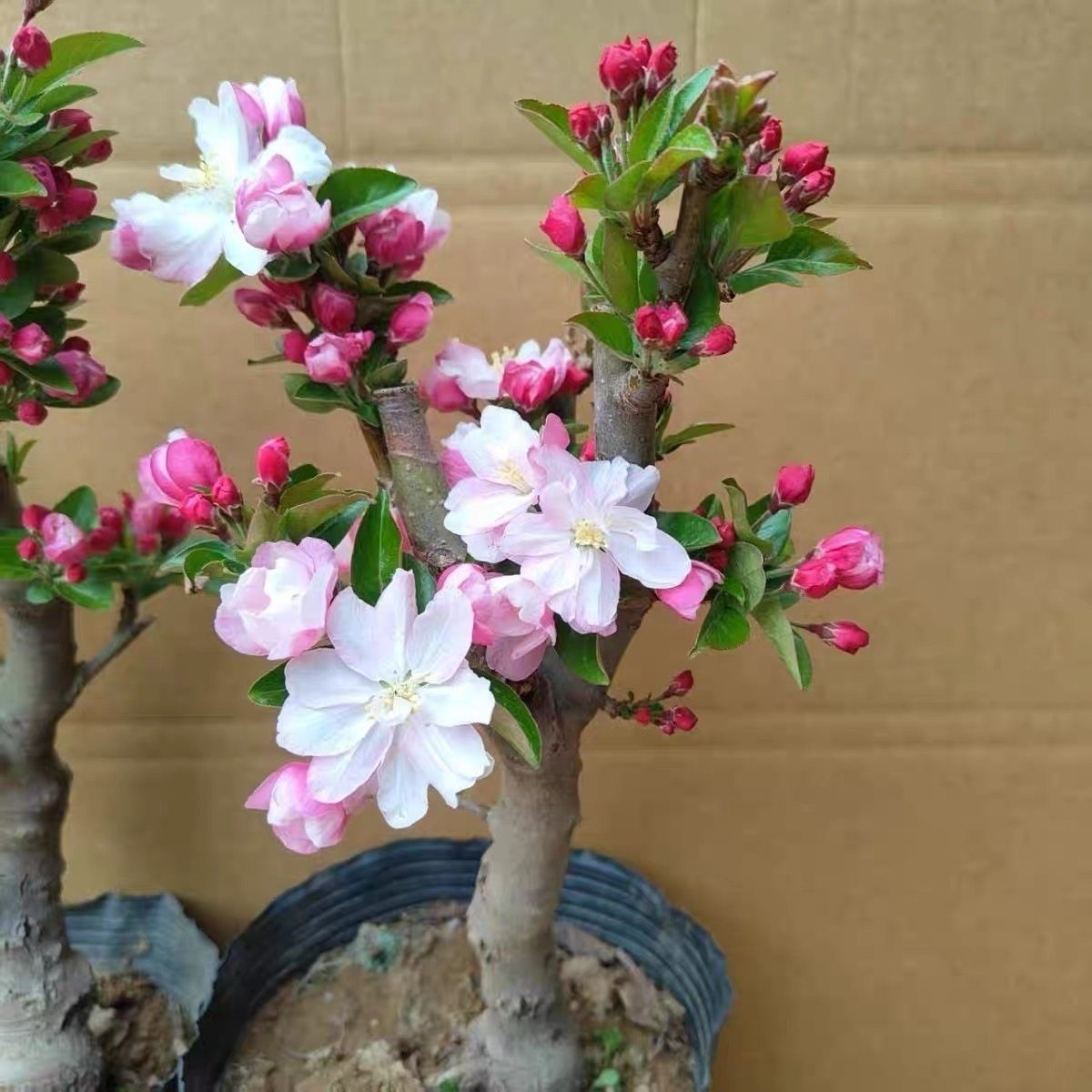 老北京西府海棠花粉色盆景花卉阳台室外矮霸型盆栽庭院室内耐寒花