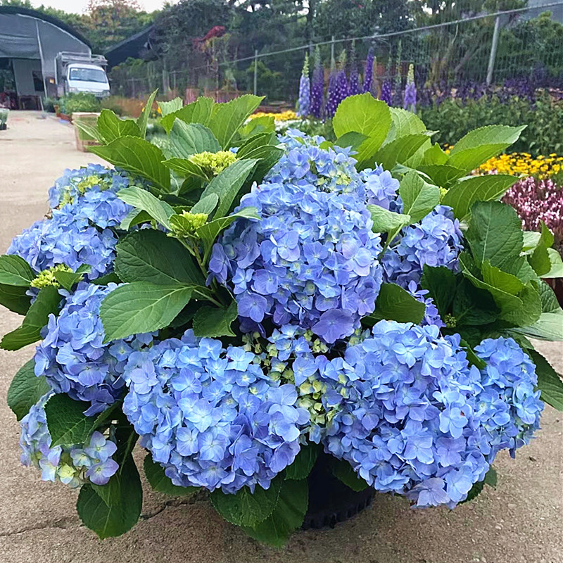 绣球花苗盆栽花园庭院四季花卉无尽夏老桩大苗带花多年生阳台植物