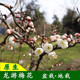 奇特梅花原生龙游梅 花卉盆景室内盆栽 游龙梅 枝如游龙 造型奇特