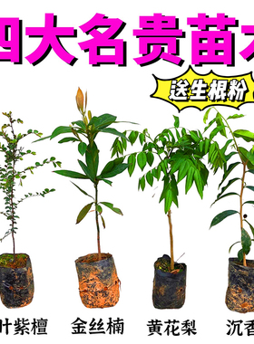 10四大名贵苗四大名贵苗木