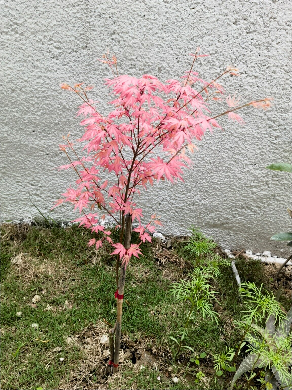 进口红枫泰勒枫树粉红色枫叶树别墅庭院阳台盆栽绿植彩叶树种好养