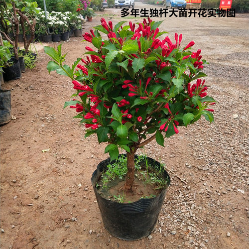 红王子锦带苗高杆锦带树庭院耐寒风景树绿篱花卉盆栽五彩锦带树苗
