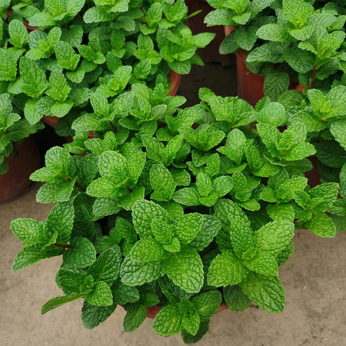 薄荷盆栽可食用香草植物柠檬薄荷苗庭院阳台驱蚊提神清香常青绿植
