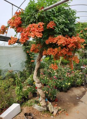 10凌霄花苗大凌霄花苗大爬
