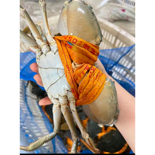 高品质正宗三门青蟹鲜活特大公蟹海鲜螃蟹 肉蟹 3 斤 3 只礼盒