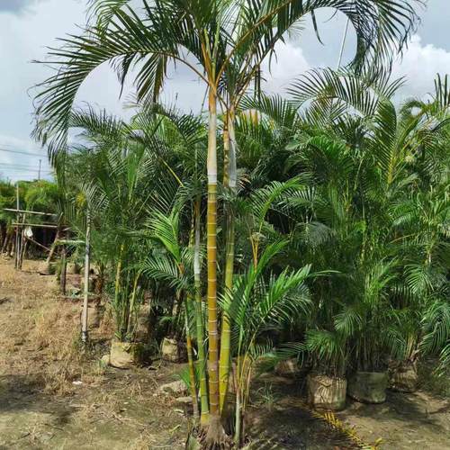 客厅高款北欧庭院镁泥落地花盆