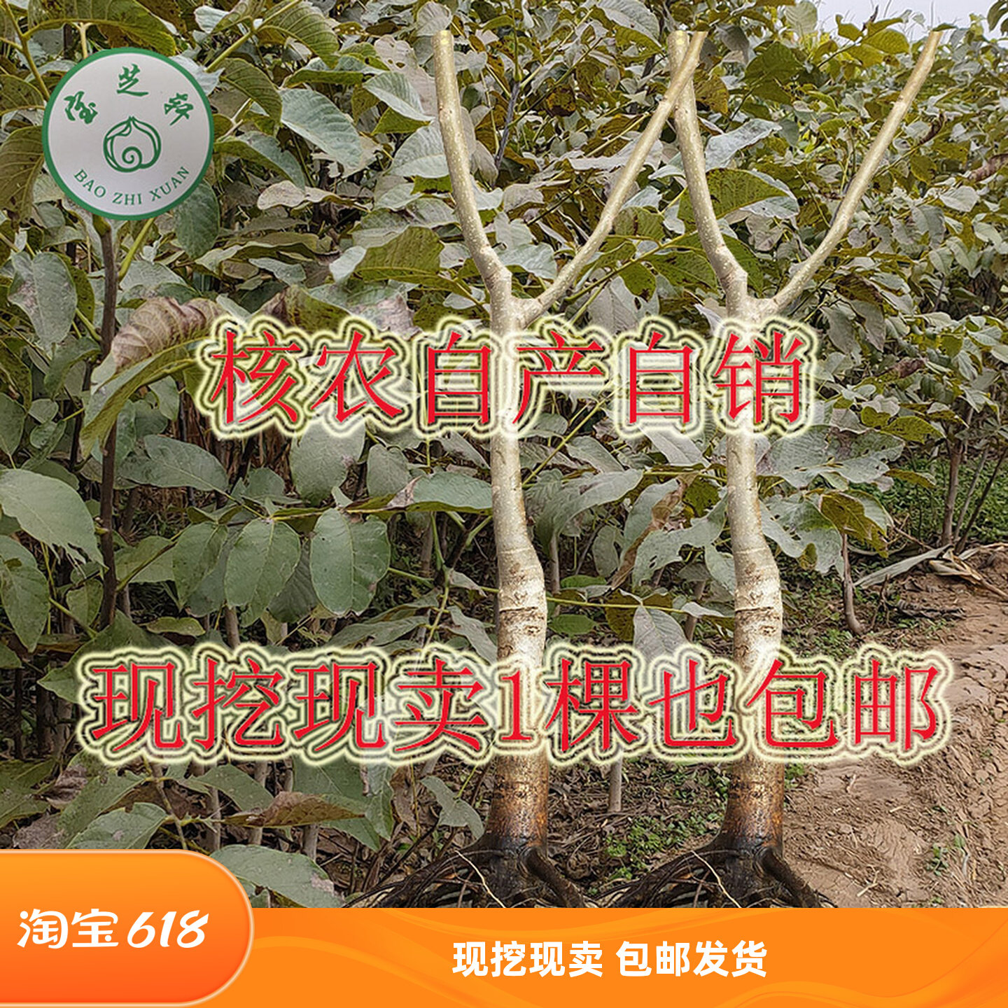 文玩核桃树苗小众品种元宝把玩铁锤挂果官帽闷尖狮子头二年苗包邮