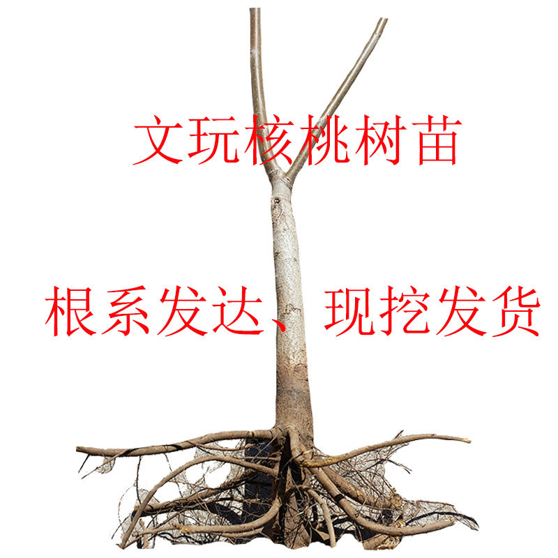 文玩核桃树苗平谷元宝盆栽种植移栽挂果儿南瓜墩麻核桃狮子头包邮