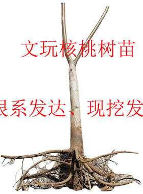 麻核桃树苗现挖苗根系发达嫁接苗