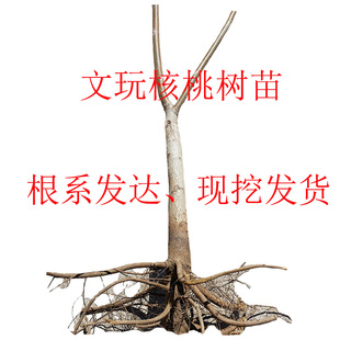 文玩核桃树苗平谷元宝盆栽种植移栽挂果儿南瓜墩麻核桃狮子头包邮