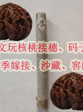 文玩绿色接穗儿蛤蟆头小众嫁接枝条小灯笼八棱狮子头闷尖粗筋码子
