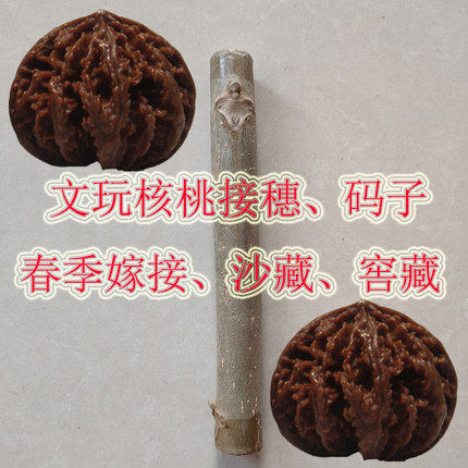 文玩绿色接穗儿蛤蟆头小众嫁接枝条小灯笼八棱狮子头闷尖粗筋码子