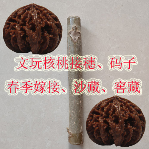 文玩绿色狮子头嫁接枝条