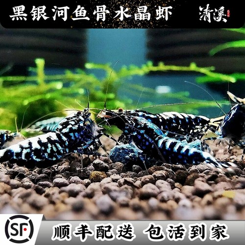 黑银河鱼骨水晶虾包邮包损