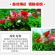 精选红琉璃米虾观赏冷热带淡水虾子大小成年繁殖鱼缸虾鲜活宠物邮