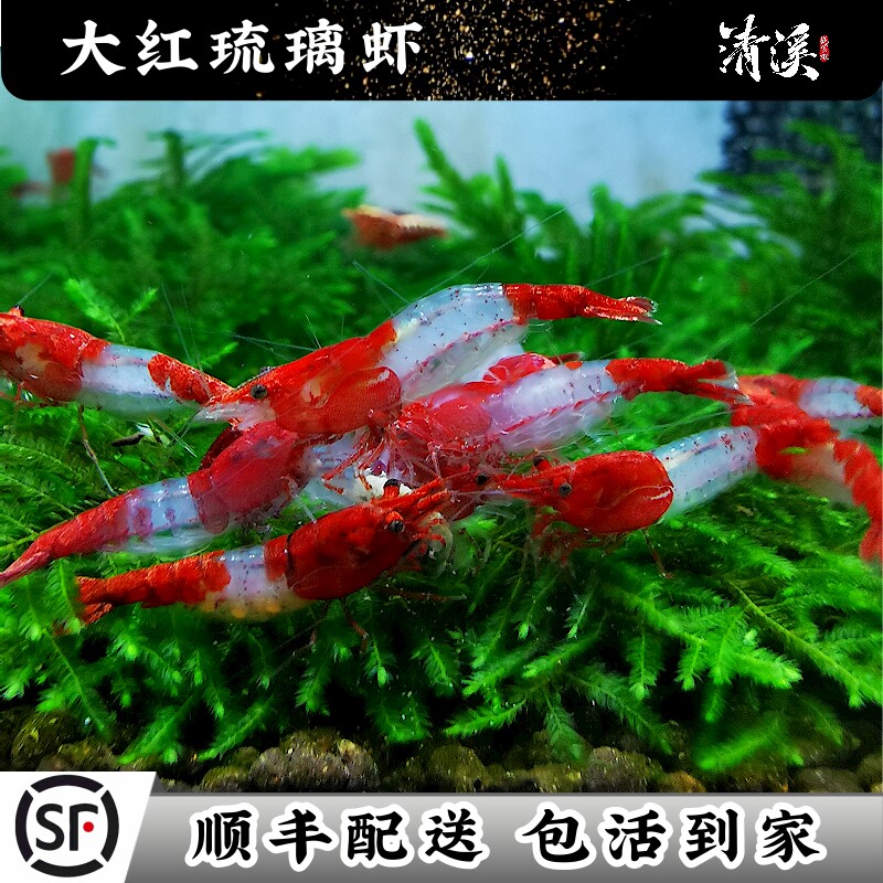 精选大红琉璃米虾观赏冷热带淡水成年繁殖鱼缸除藻工具宠物虾鲜活