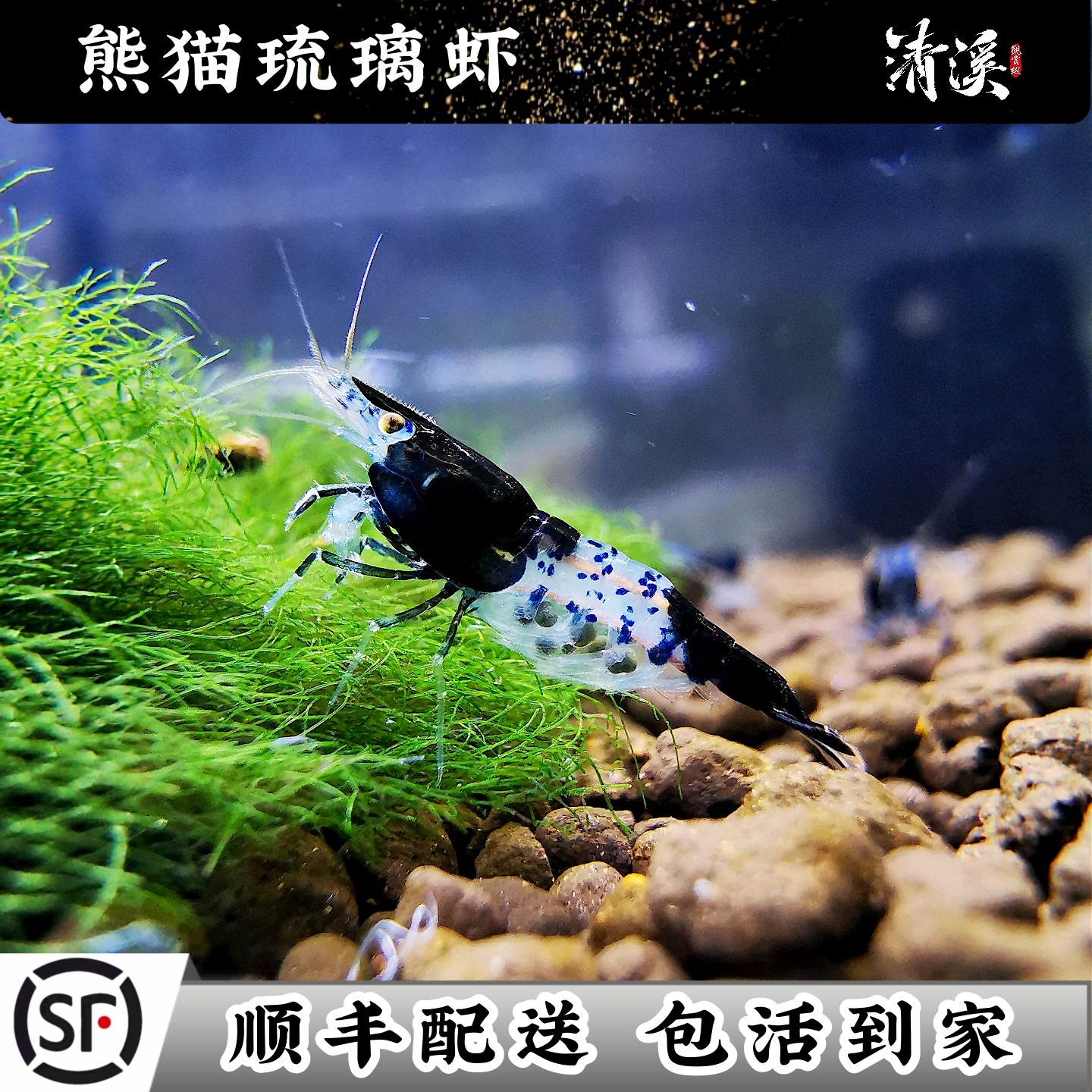 熊猫琉璃米虾观赏冷热带淡水成年繁殖除藻工具宠物虾鲜活寄香港