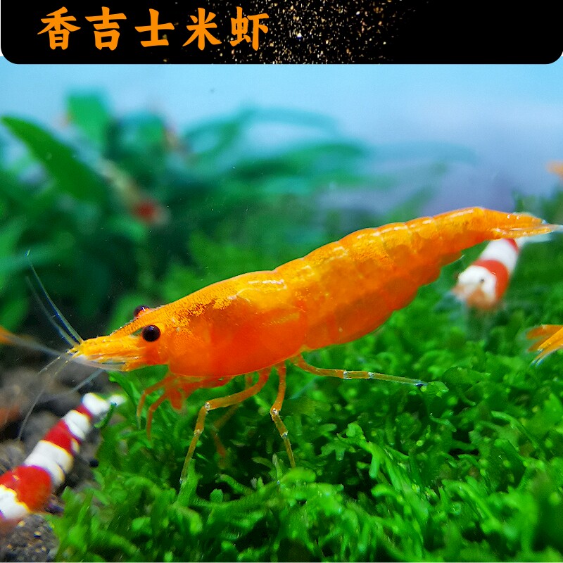 精选大香吉士米虾包邮包损