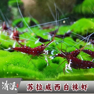 人工苏虾白袜虾苏拉威西白袜虾繁殖组